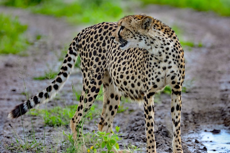 Cheetah in Onguma Game Reserve